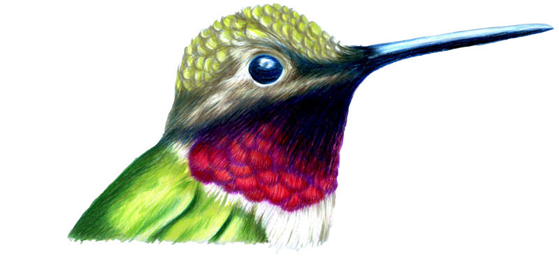 hummingbirds colibri beija-flor aves birds hummingbird wings beaks bird