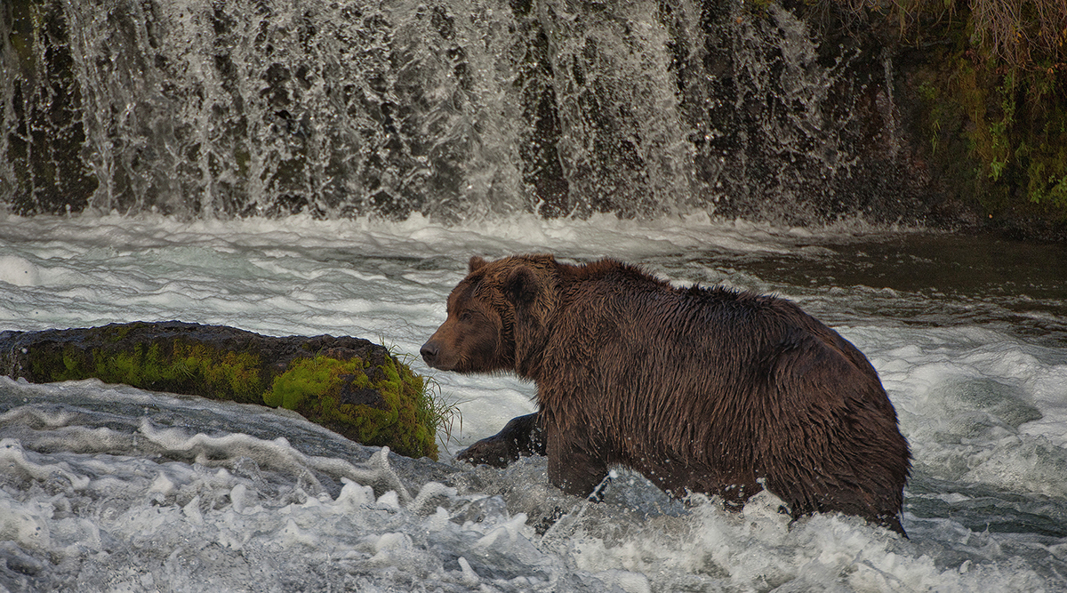 bears nature photography Wildlife photography