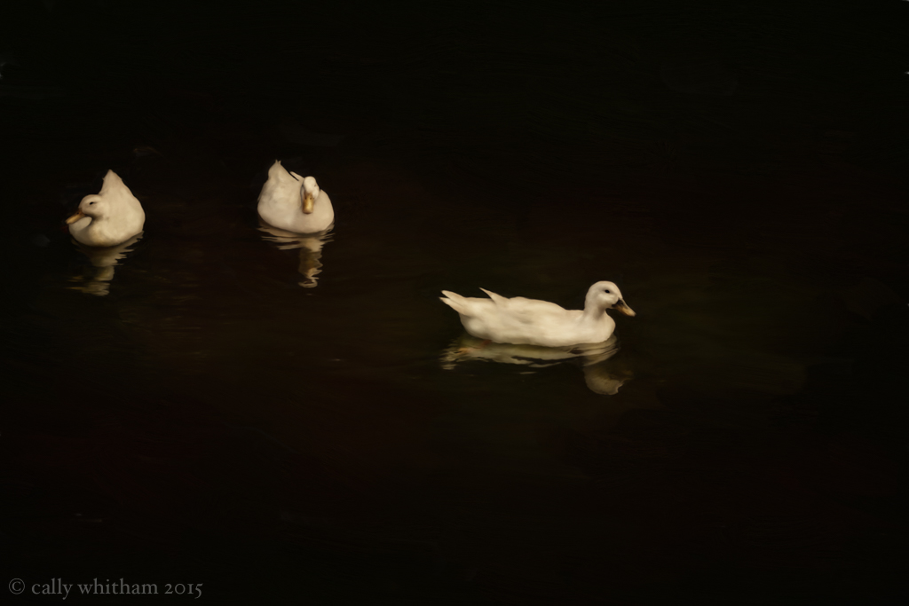 fowl waterfowl ducks pond waterbirds Waterways white ducks