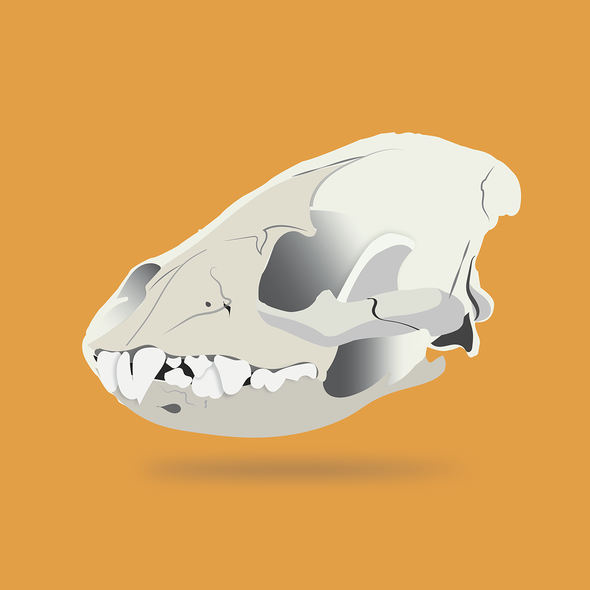 skull skeleton animal animal skull hyena