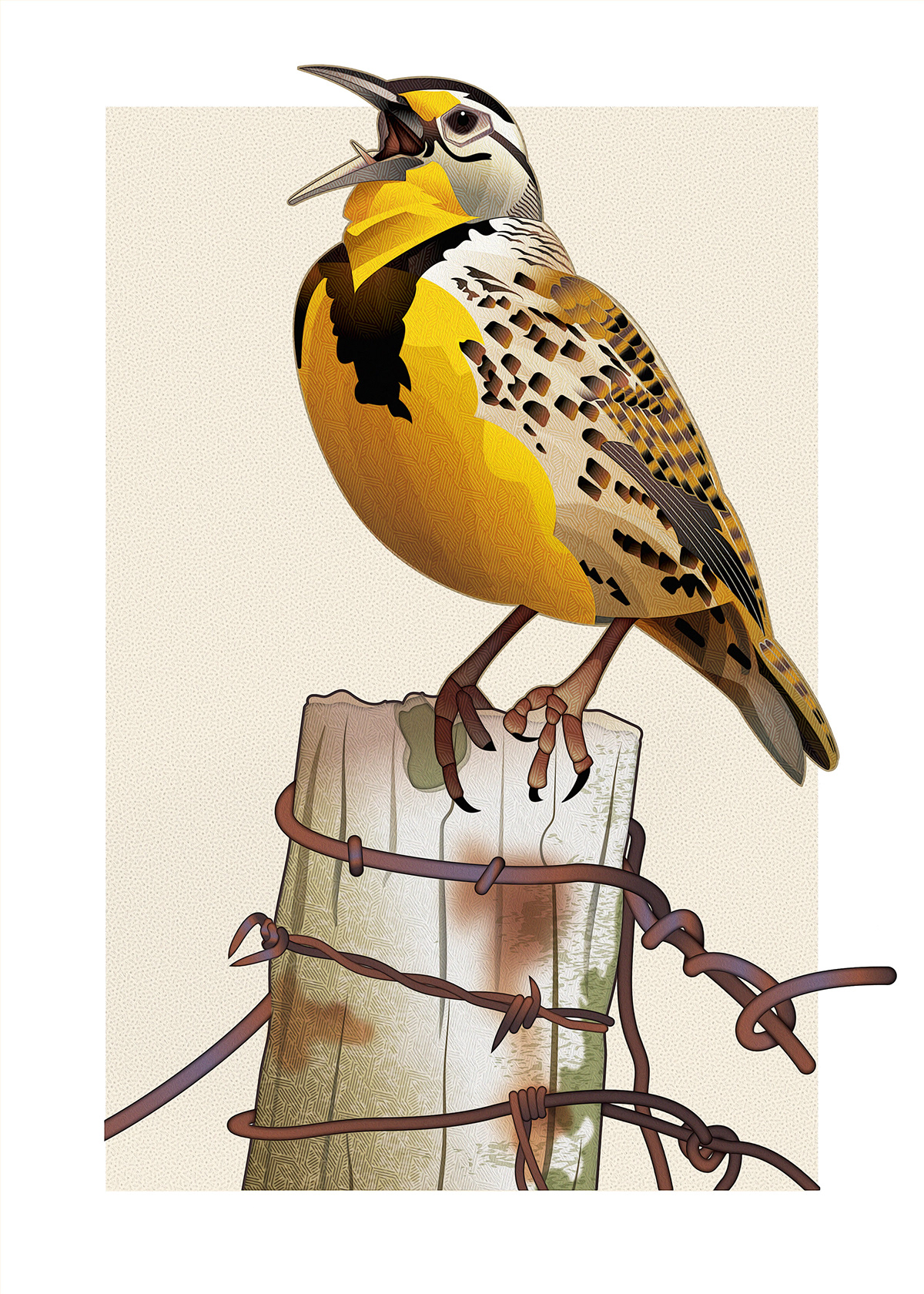 bird ILLUSTRATION  Digital Art  adobe illustrator digital illustration vector meadowlark