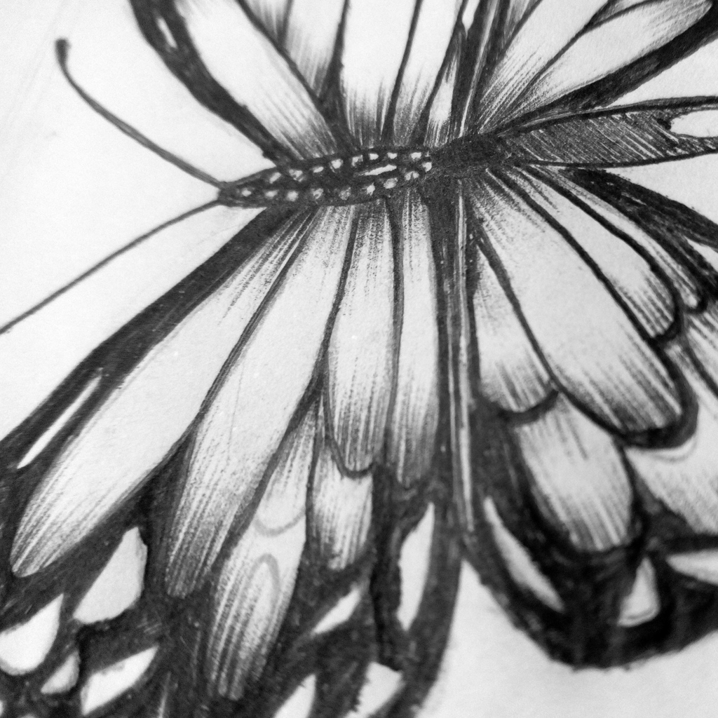 butteefly design art logo draw dubai espain Marrakech ILLUSTRATION  tatto