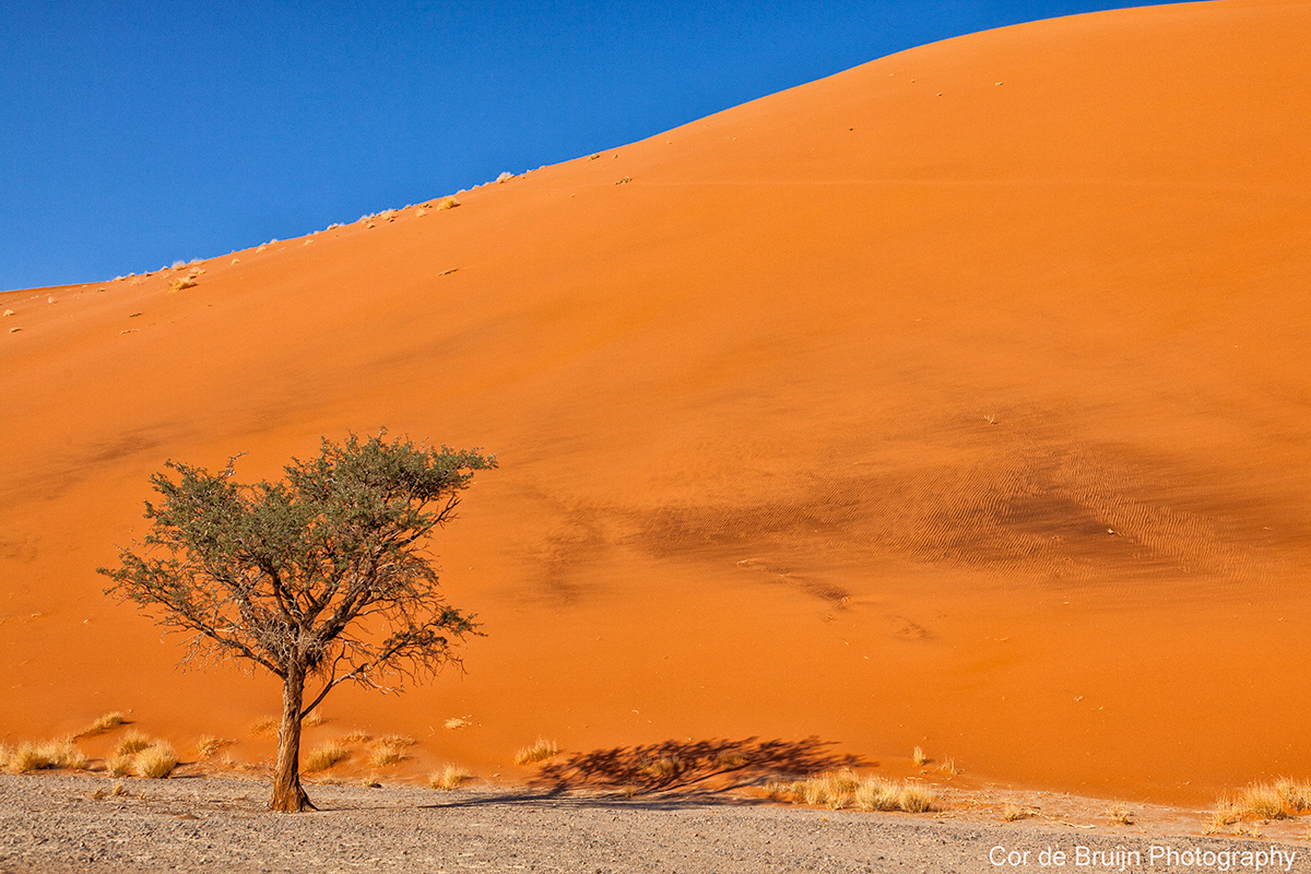Tree  Namibia Landscape etosha sossusvlei quivertree
