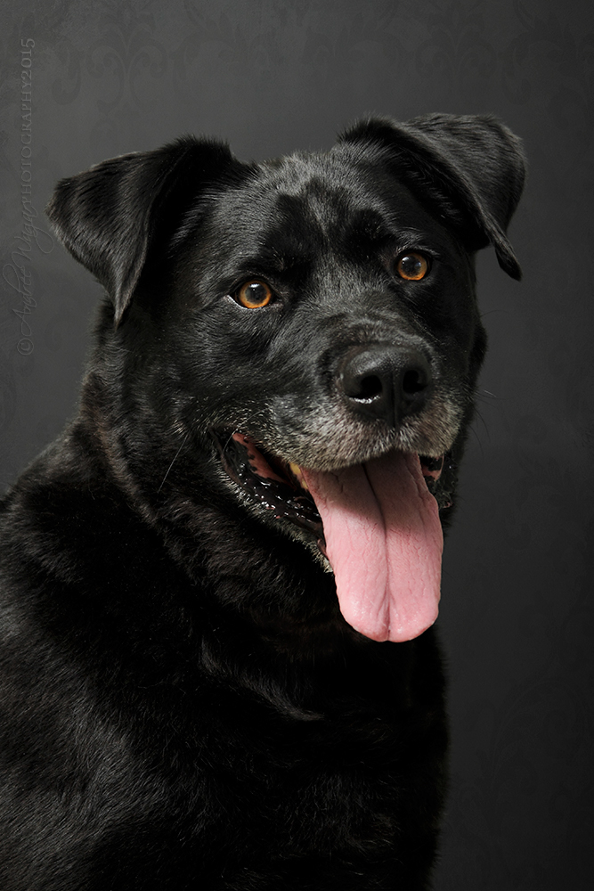 animal rescue adoptdontshop pet photography Pet portraits