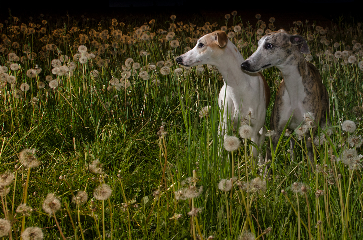 Pet pets dandelion night dogs dog whippet Sight Hound hound animal color