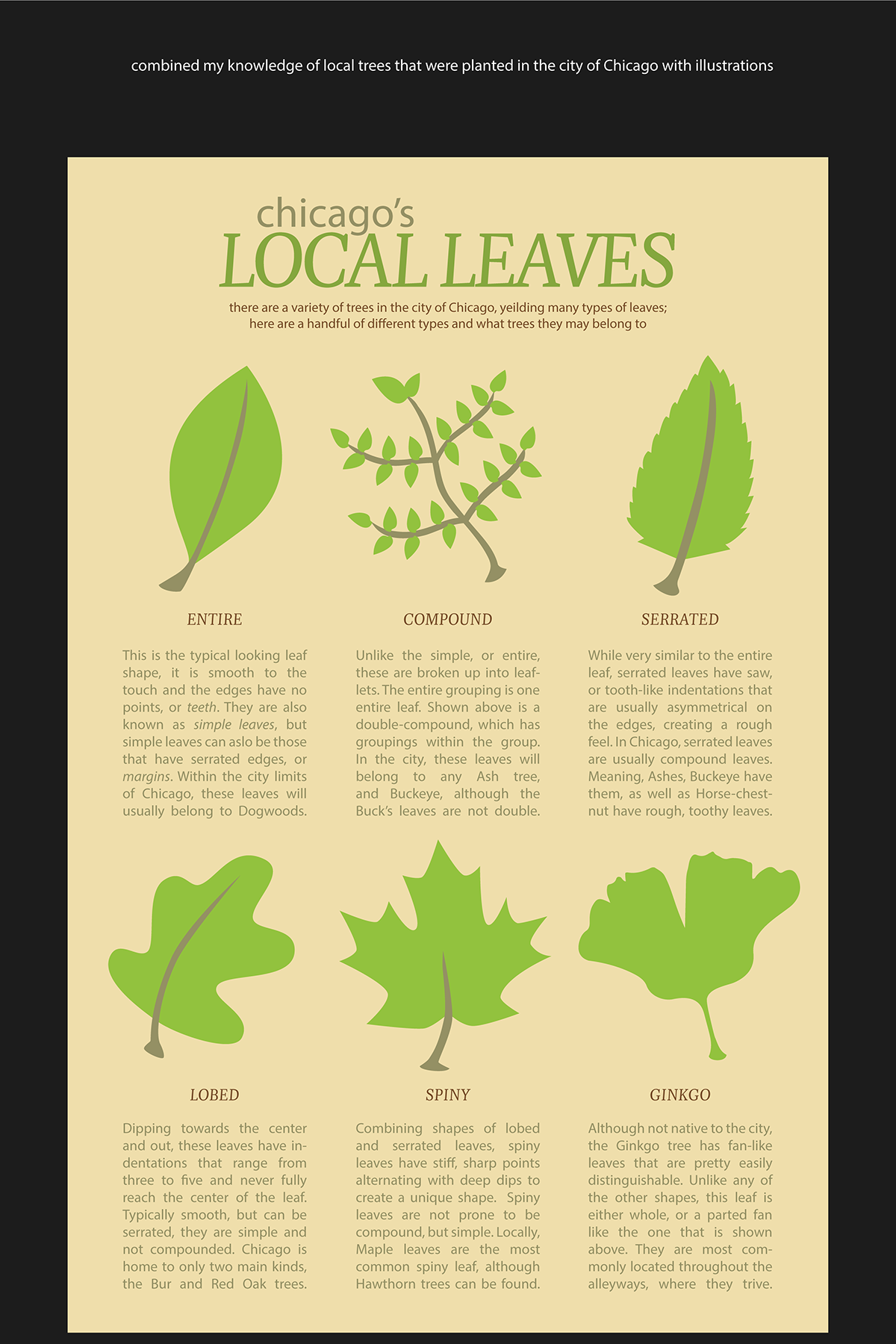 leaf leaves Nature trees chicago poster infographic informational graphic