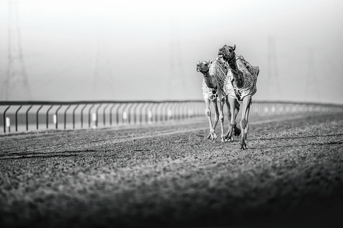 camels camel race wildlife dubai tradition Traditional Sports Arab arab culture UAE animal photography Endurance endurance racing desert black and white b&w monochrome