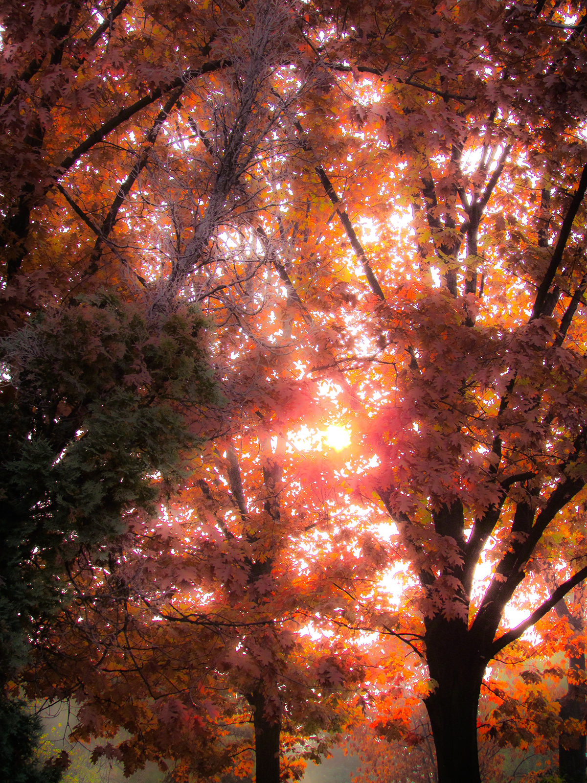 autumn Park trees sunset leafes