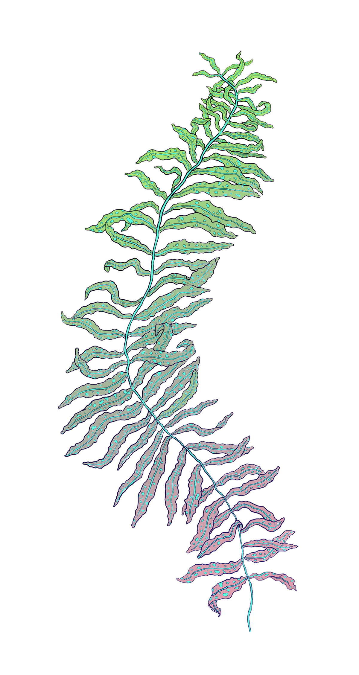 ILLUSTRATION  seaweed fish seahorse