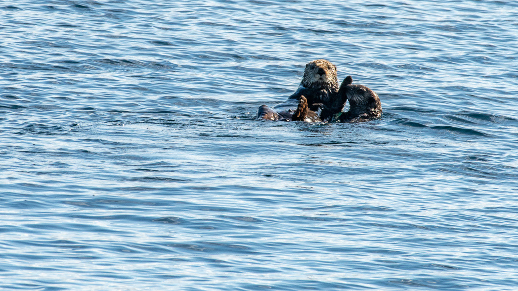 Adobe Portfolio Grizzly Bear eagle Glaucous seagull Sea Otters