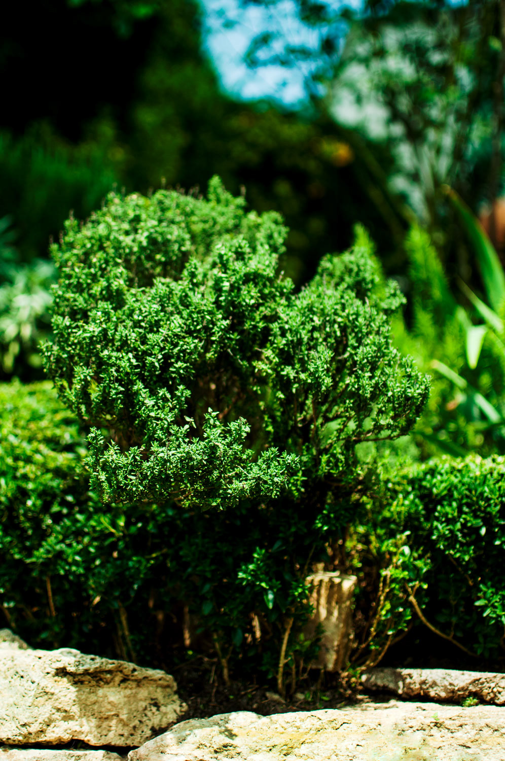 garden Nature ortdoor colors Film Camera