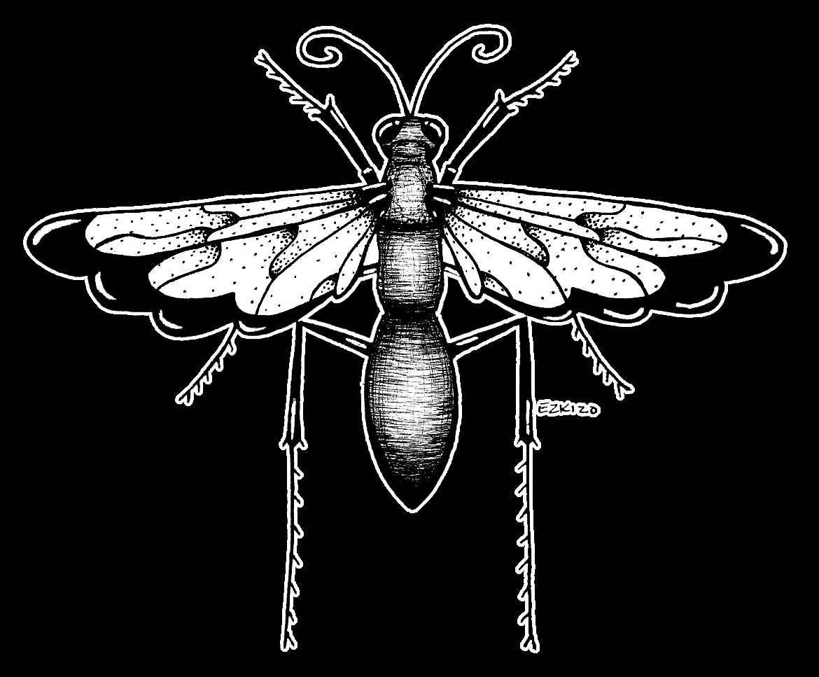 achurado bichos criaturas digital diseño ILLUSTRATION  ilustración científica insectos puntillismo tinta