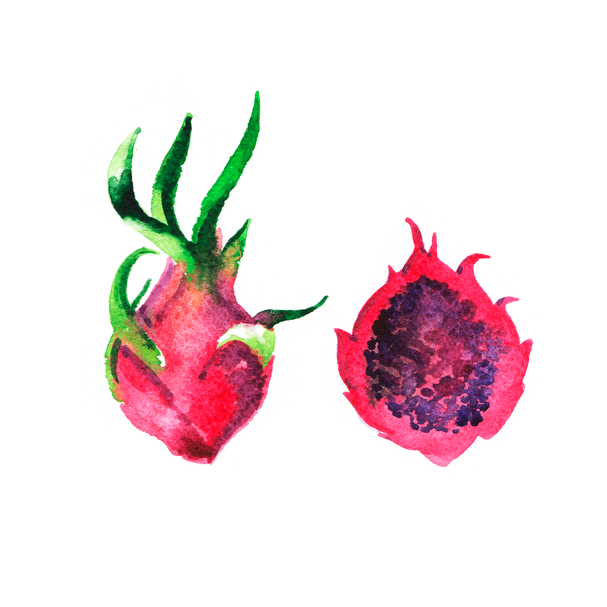 watercolor Drawing  colorful fruits melon passionfruit dragonfruit Pitaya Pineapple