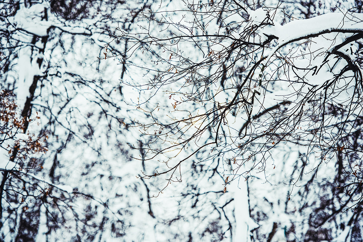 cold forest ice Landscape Nature photographer Photography  photoshoot snow