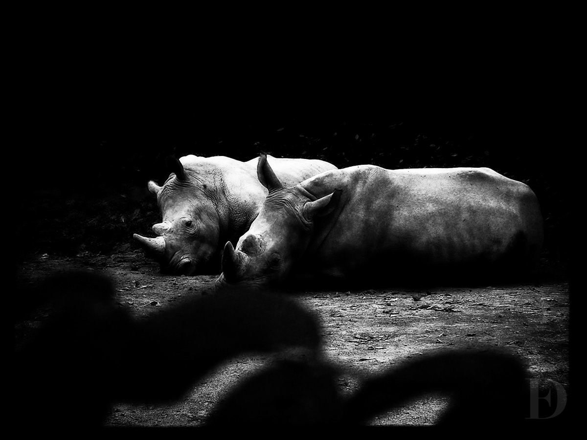 black & white animals Nature noir photo Eric Dorchain besançon
