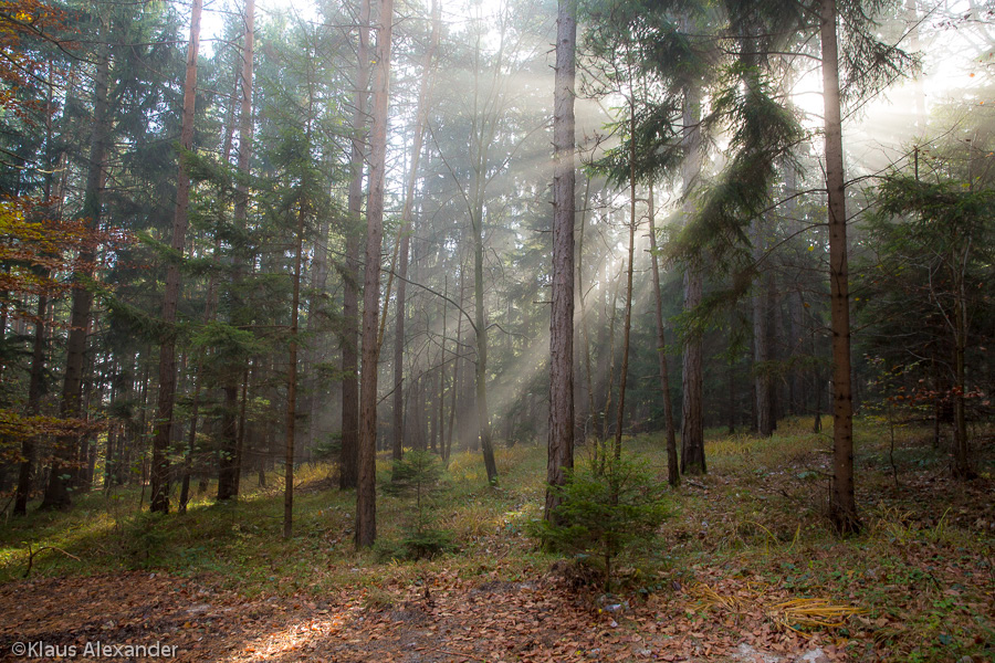sonnenstrahlen Sunrays wood forest fog nebel wald Mystic