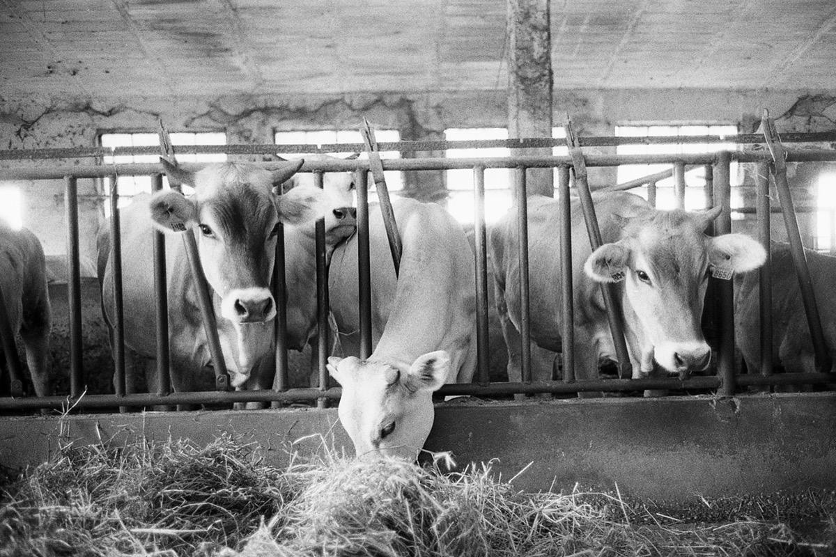 cascina lagoscuro allevamento mucche maiali Formaggi biologico organic farm reportage leica M Film   analog