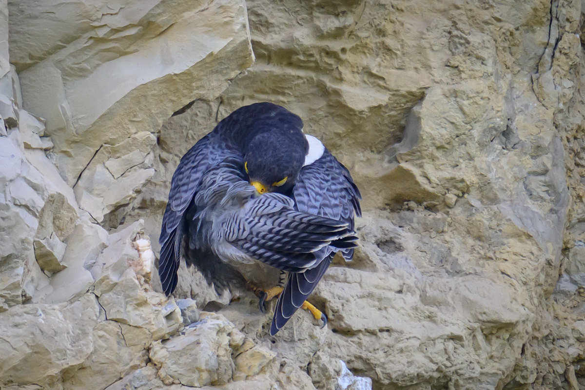 birdphotography Falke falcon Vogelfotografie Wanderfalke wildlifephotography