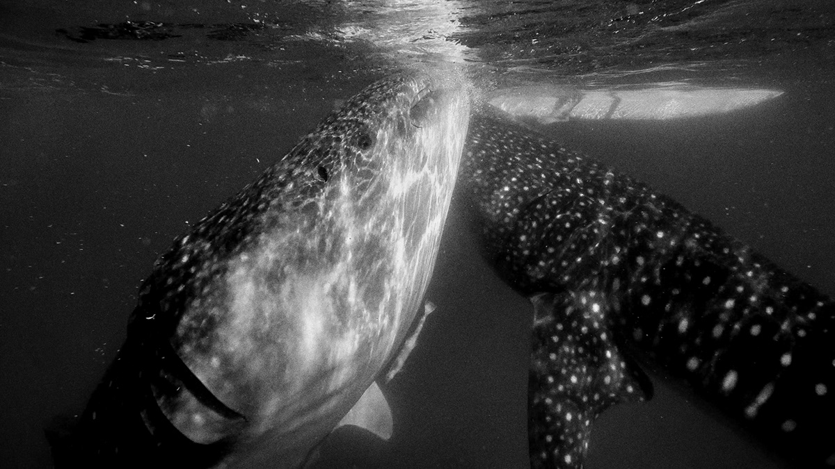 cebu Moalboal oslob photojournalism  Sea Turtles swimming Whale Sharks