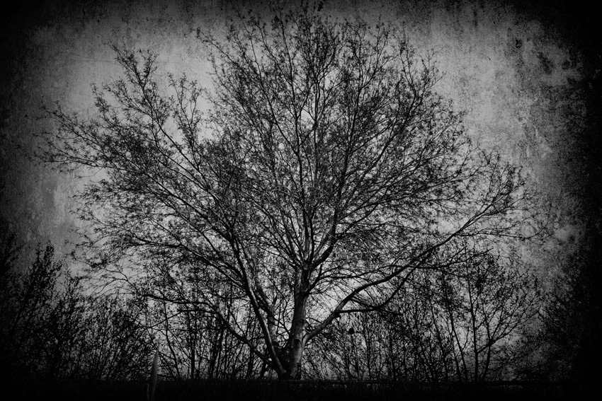 black and white Landscape monochrome Photography  Tree 