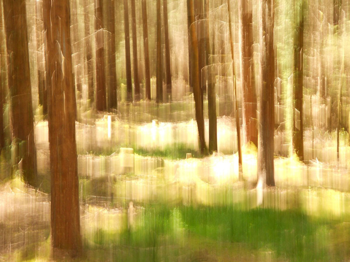 forest wood Nature Landscape trees color