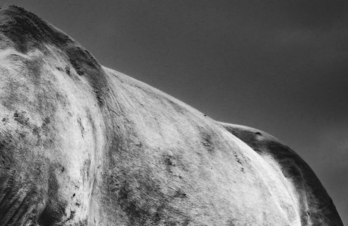 horse animal animals National Park Nature wild wildlife black and white environment bnw