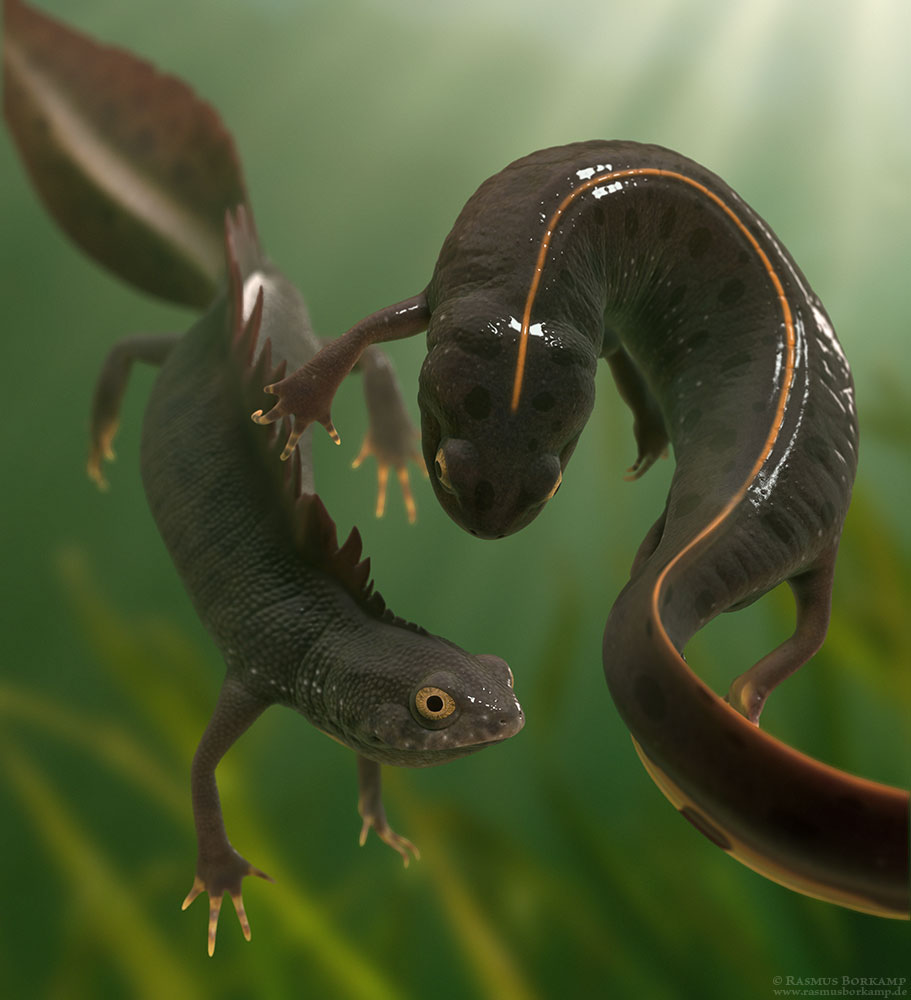 newts amphibians biology zoology app science Education scientific illustration
