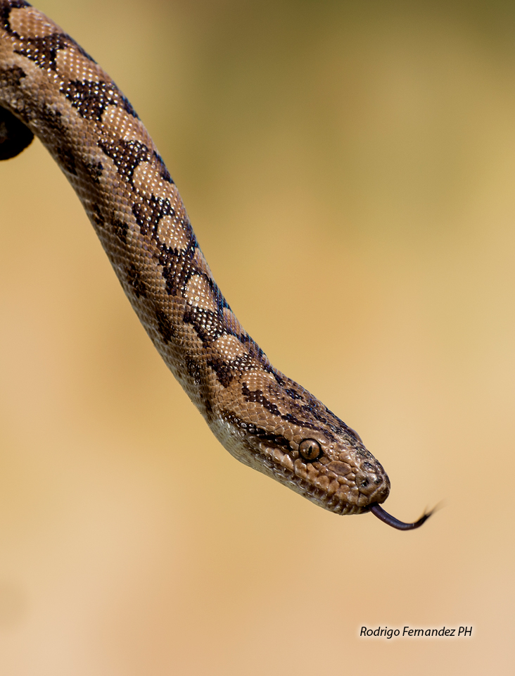 snakes serpientes Viboras wildlifephotography naturephotography photographer hepertology reptiles Boas animal