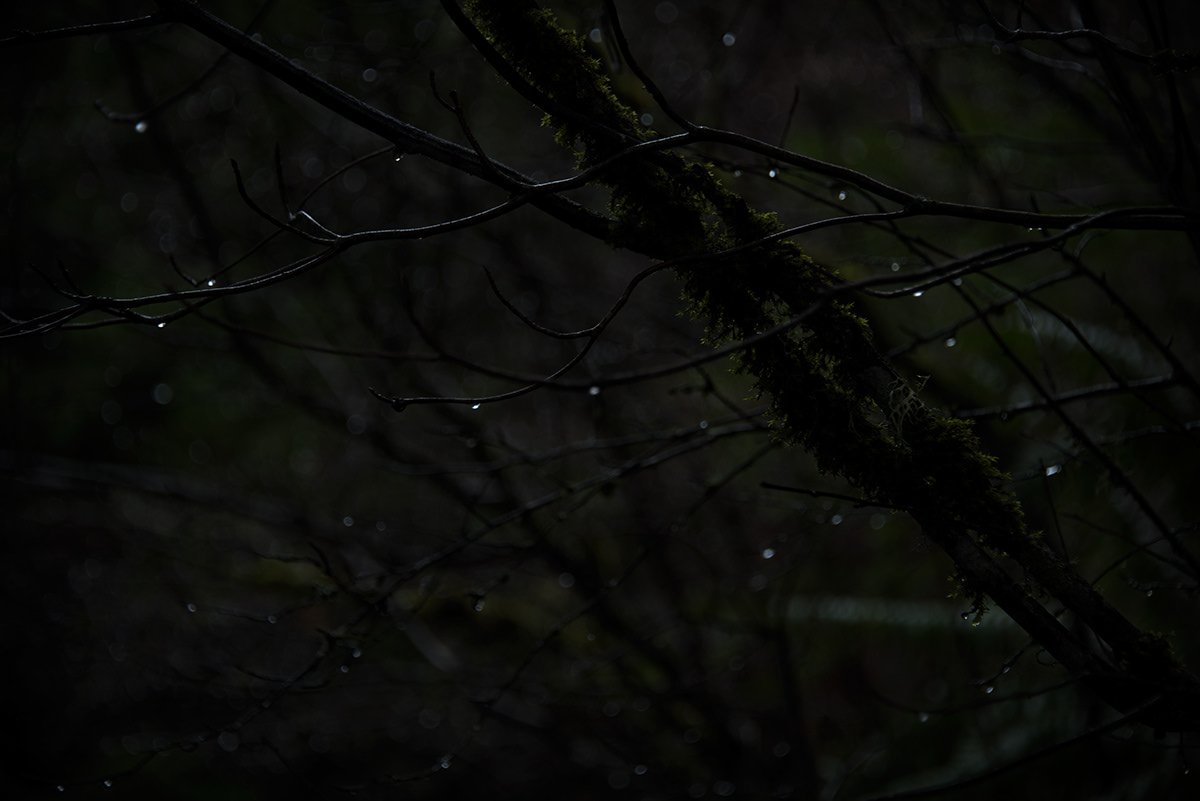 Photography  forest dark rainy Oregon Nature Landscape PNW pacific northwest Nikon