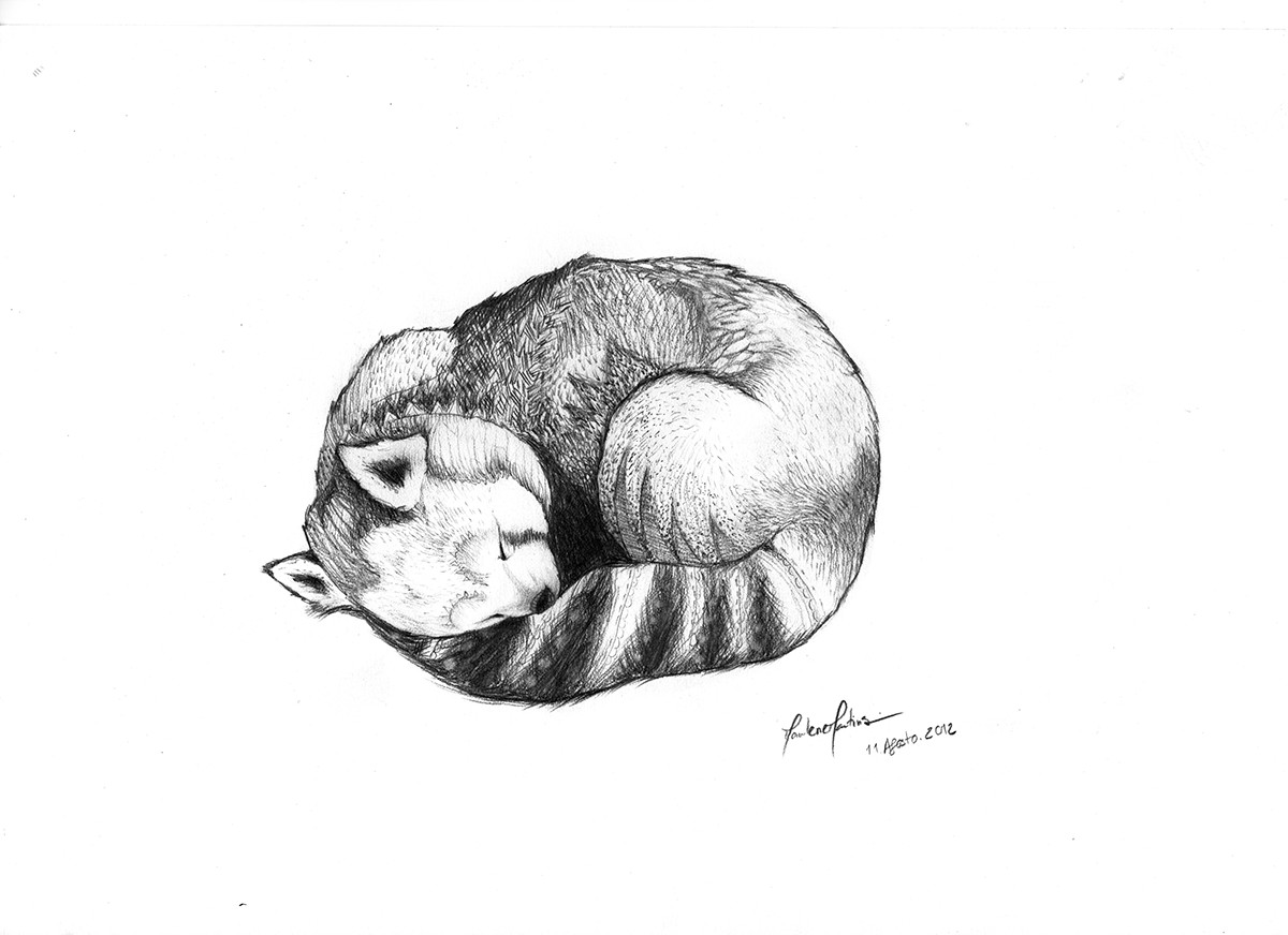 red panda Ilustração