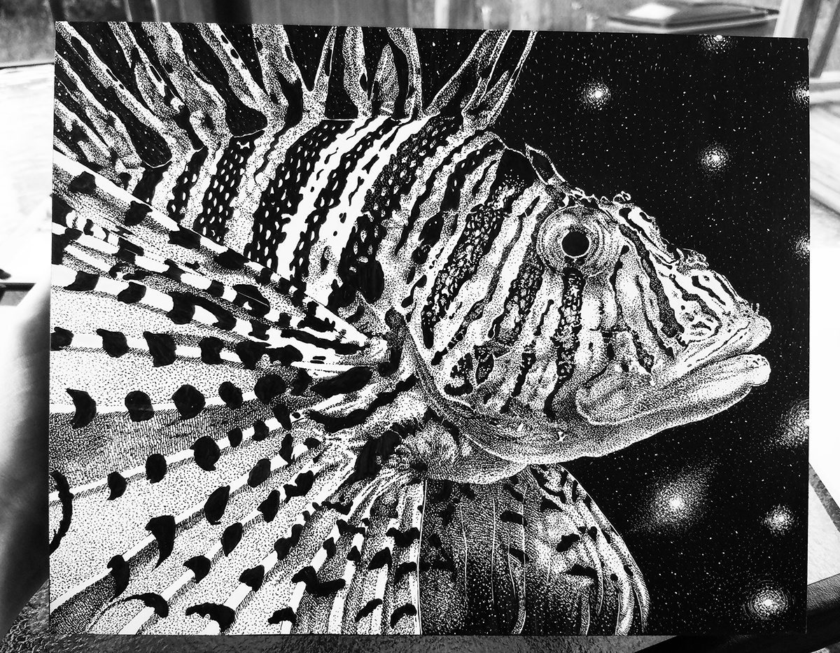 Adobe Portfolio lion fish fish aquatic ink Drawing  ink drawing pen and ink black and white scratchboard Nature animals pattern
