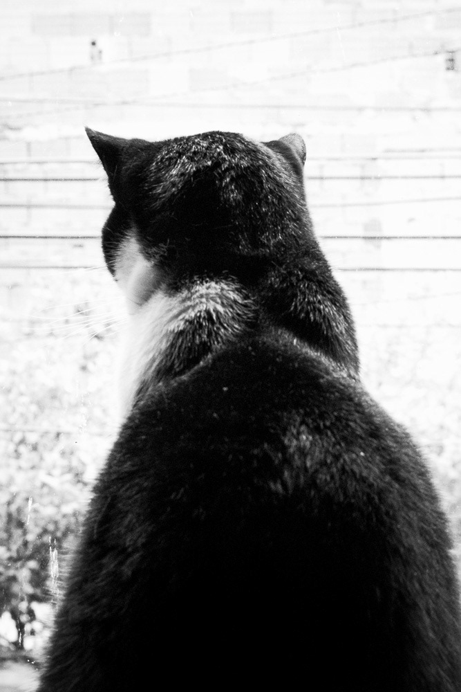Cat Gato photo foto loss mourning