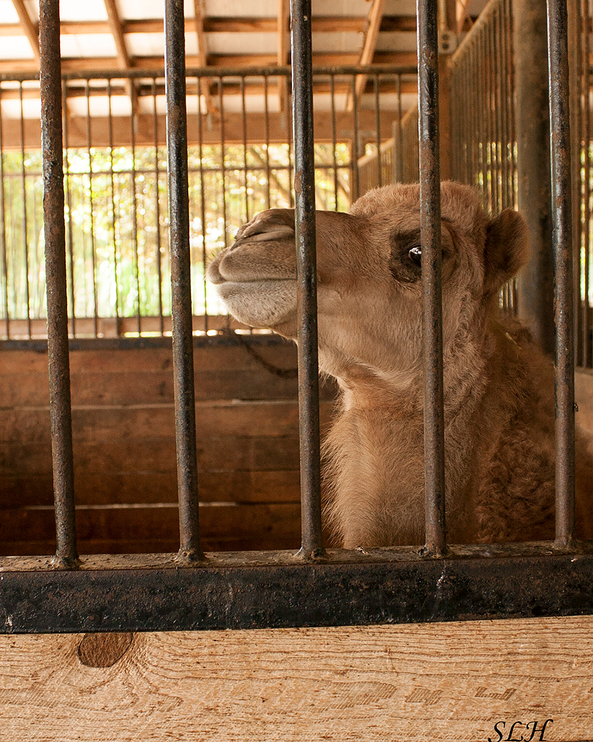 baby camel lazy 5 ranch Mooresville north carolina animals children families