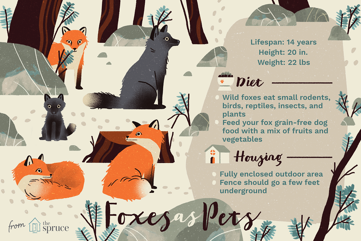 infographic Pet animal trip home editorial