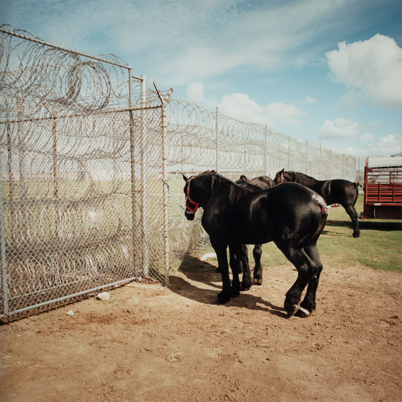  angola Louisiana state penitentiary film photography prison rodeo angola prison