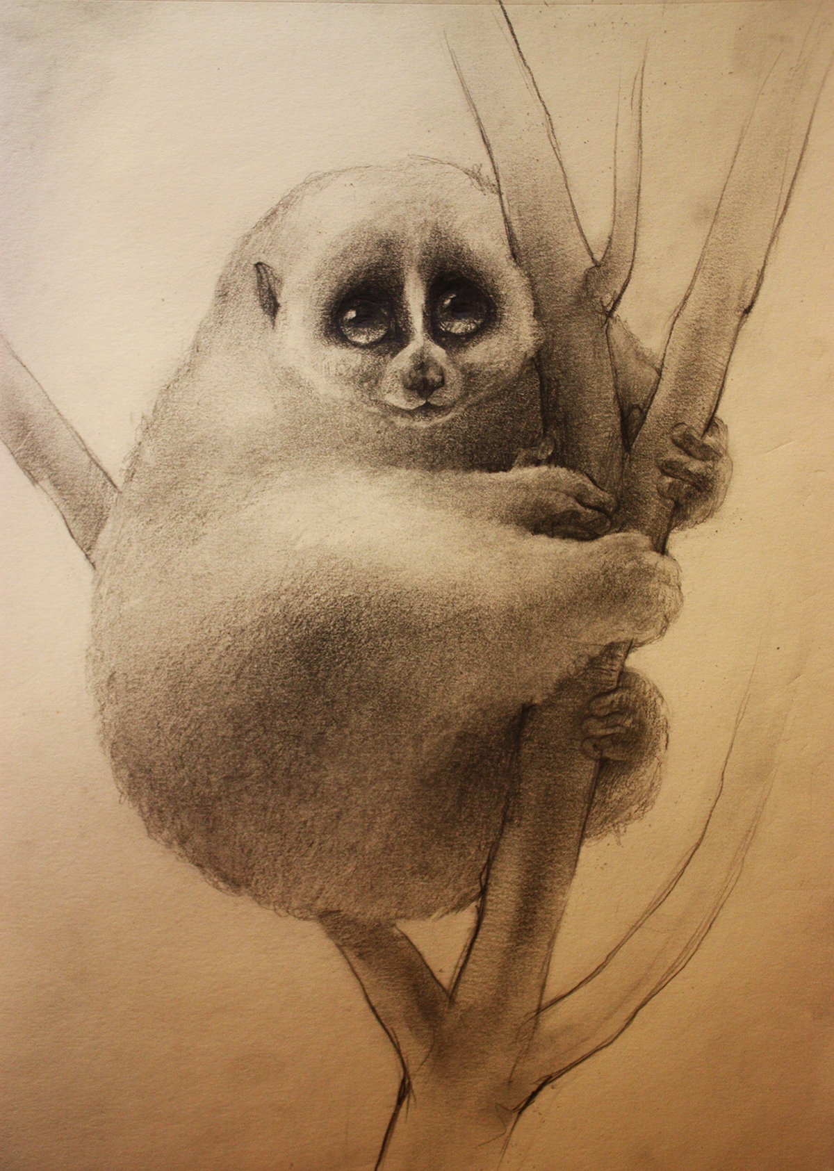 животные анималистика сова лемур   Карандашный рисунок ручная графика