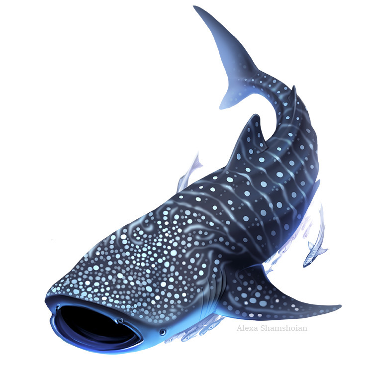 whale shark fish remora shark Rhincodon typus