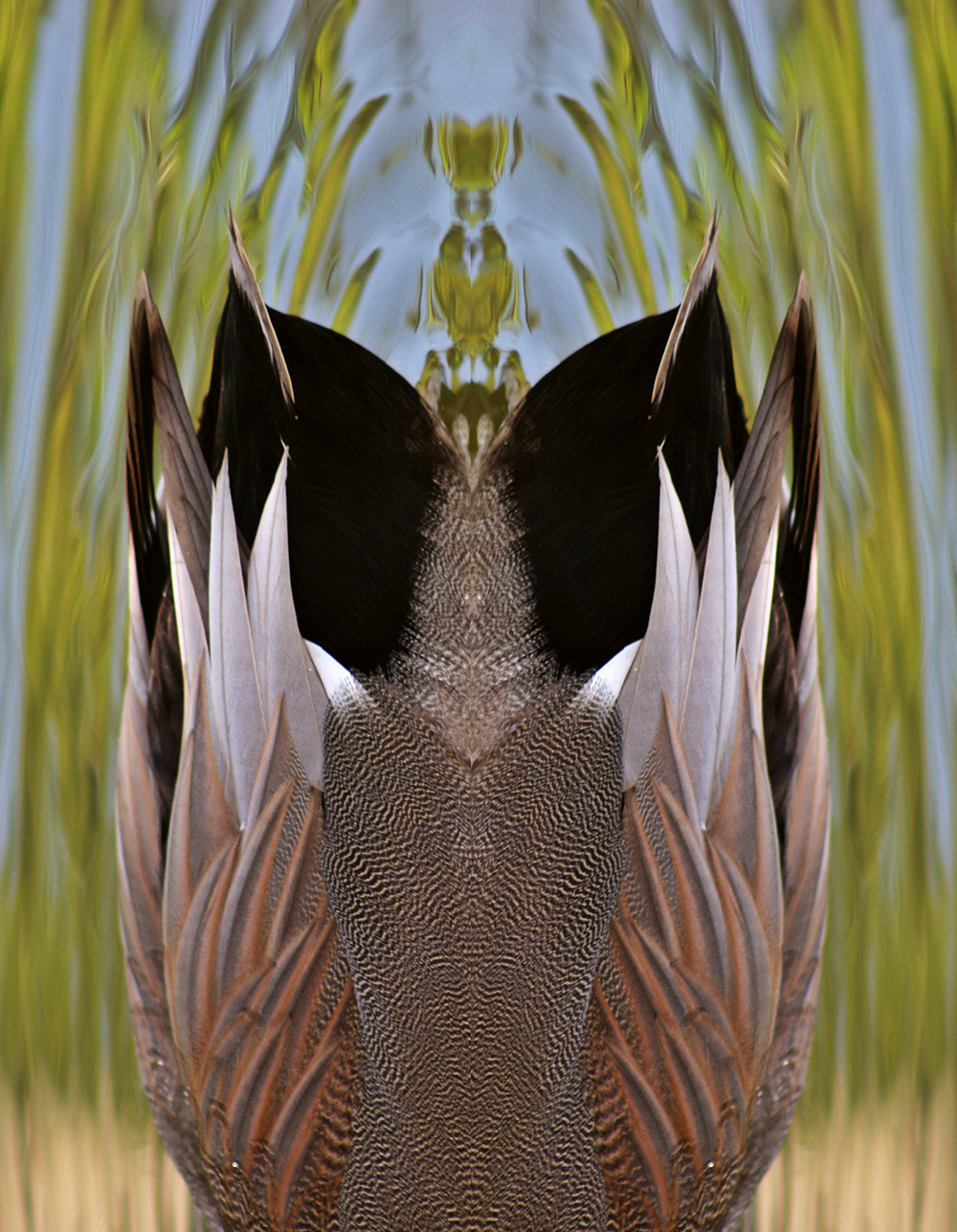Mirrored image birds tail  feathers color