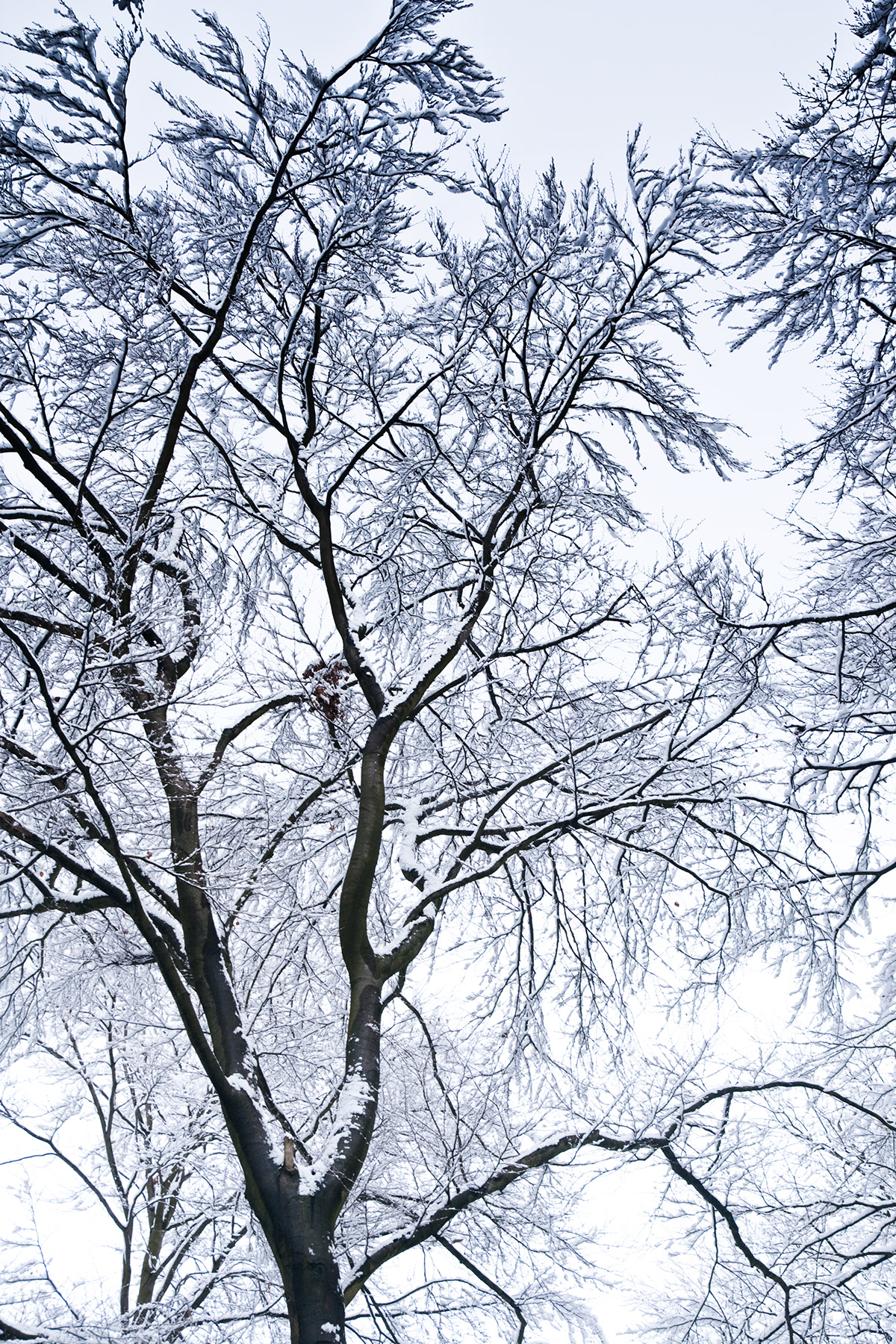 winter germany snow White High Key erlangen Landscape wonderland Tree  forest woods