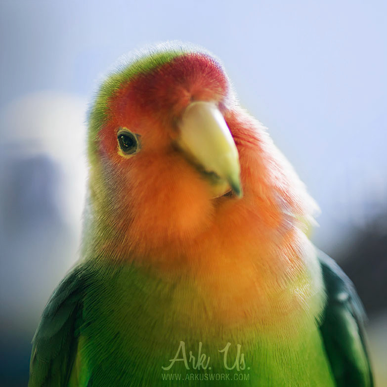 parrots toucan perroquet macaw colors multicolored portraits birds animal portrait