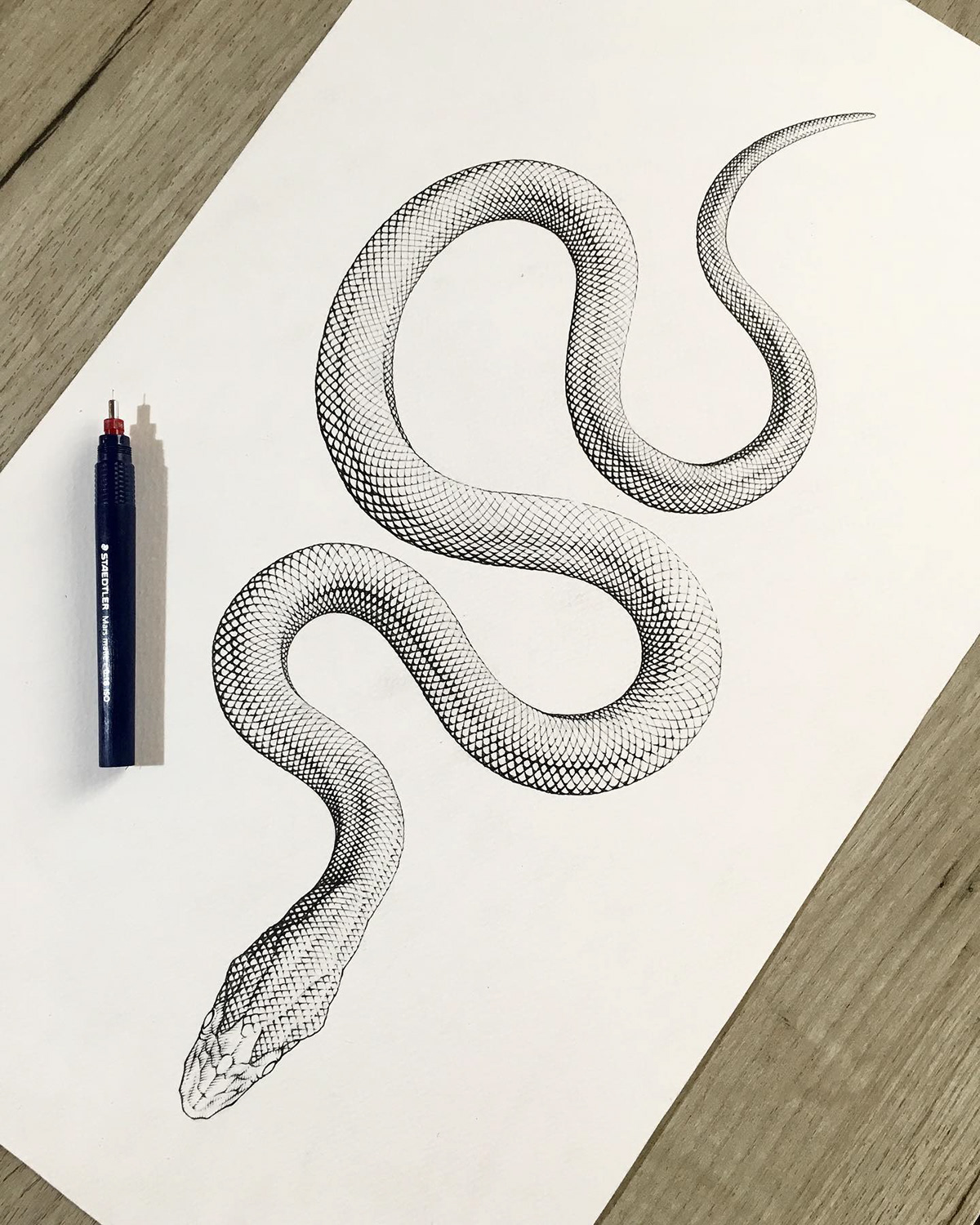 crosshatch design Drawing  engraving ILLUSTRATION  ink lineart linework pen and ink snake