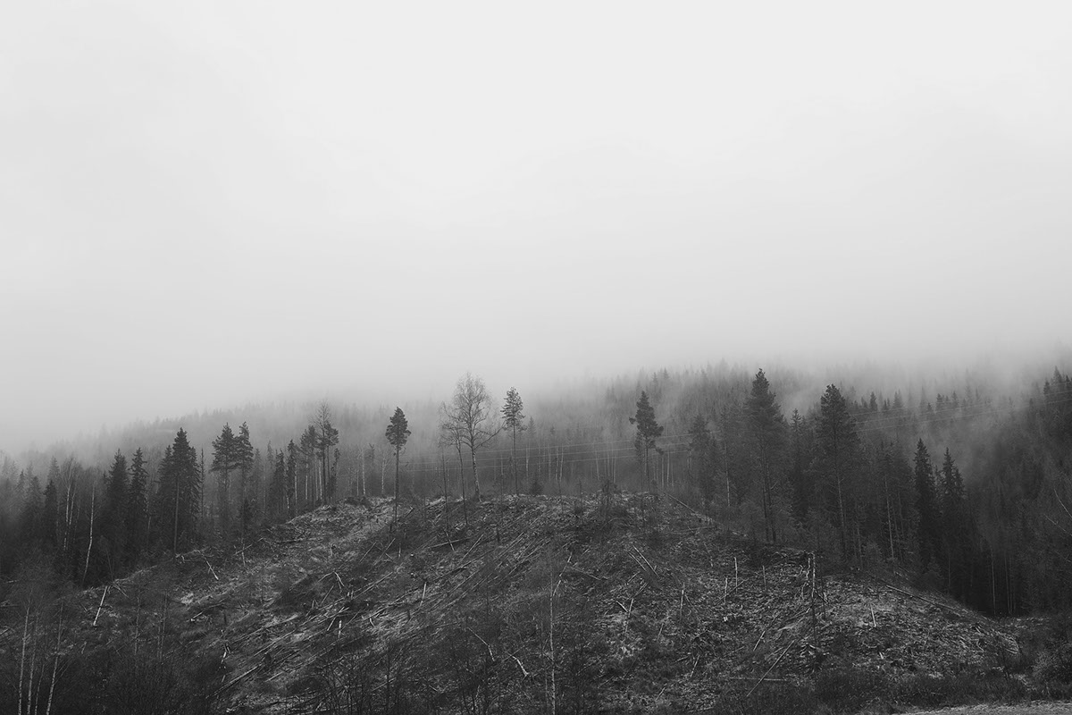black White black and white norway on the train Tree  Nature life fog mist