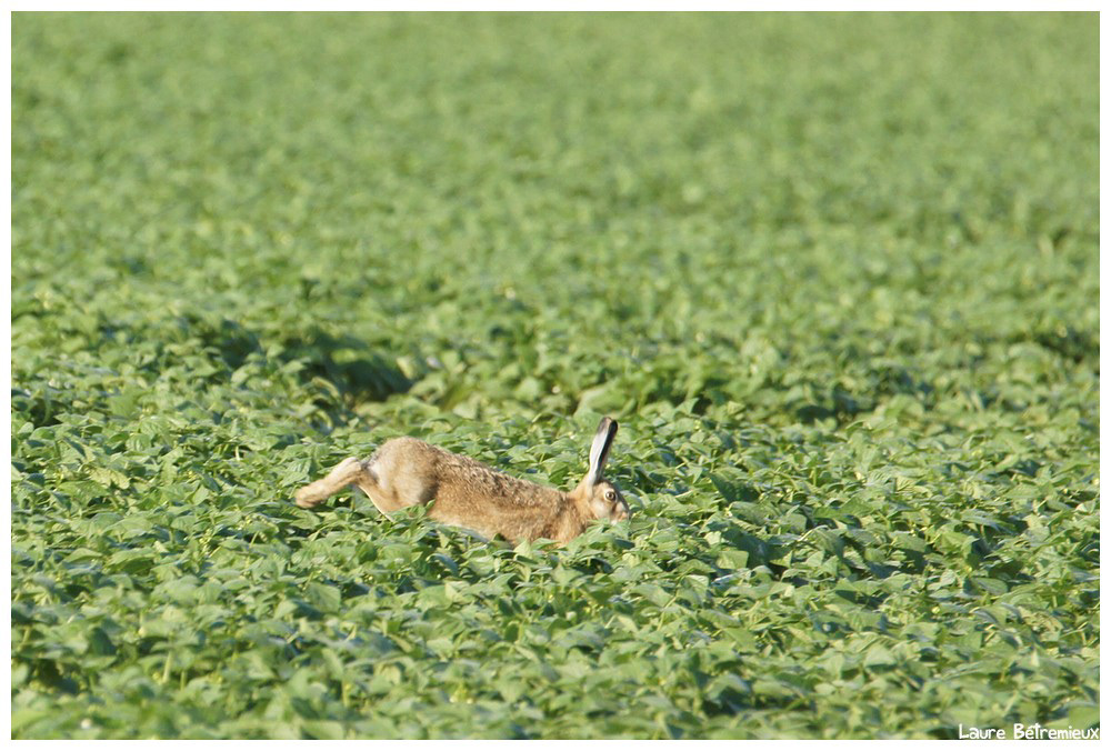 animal wildlife hares Nature field MORNING lièvres