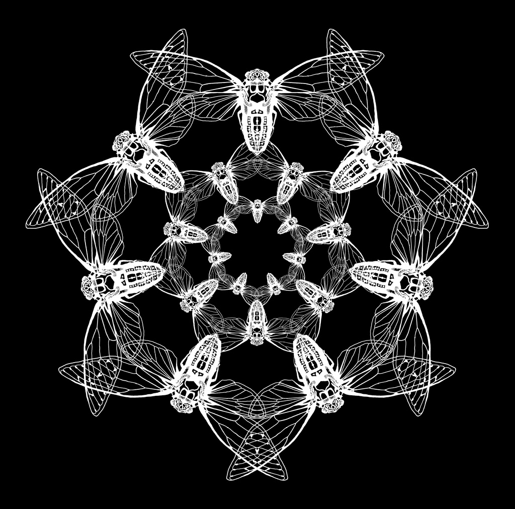Arthropod artwork cicada Digital Art  digital illustration ILLUSTRATION  insect Mandala Art Nature photoshop