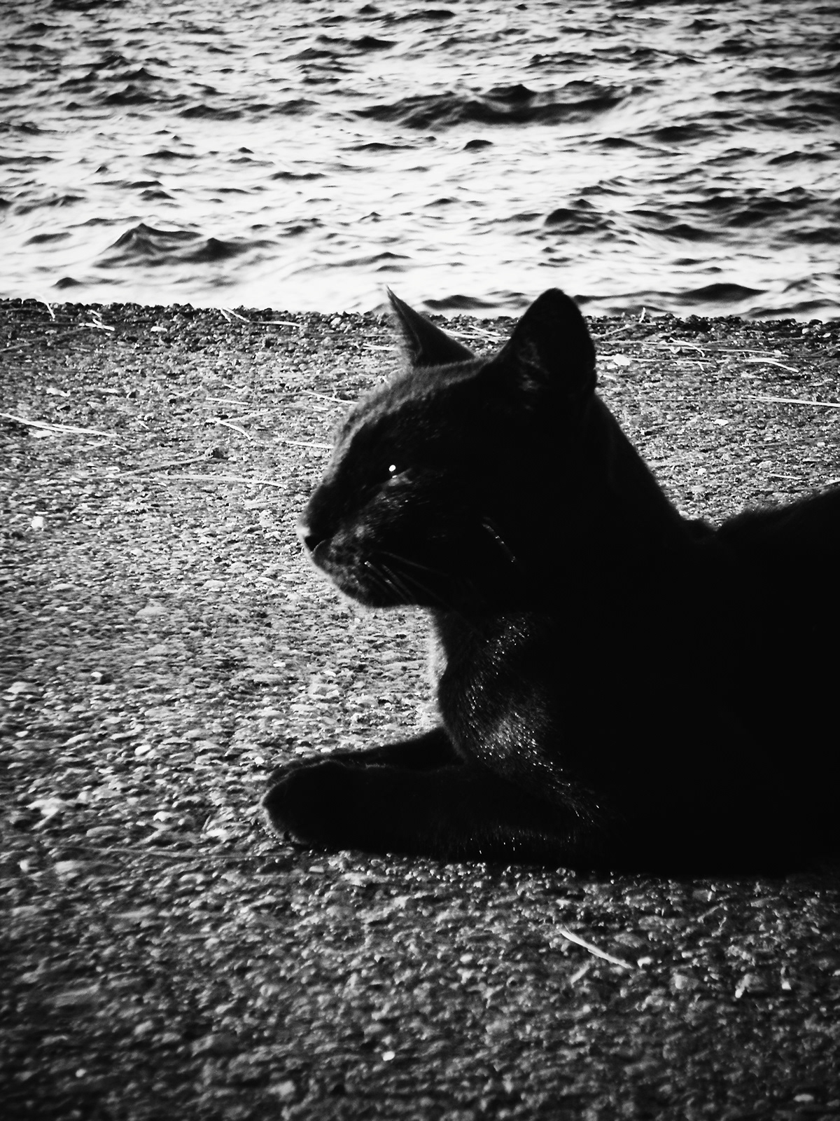 Photography  istanbul Cat photoshoot black and white street photography Travel art Samsung church