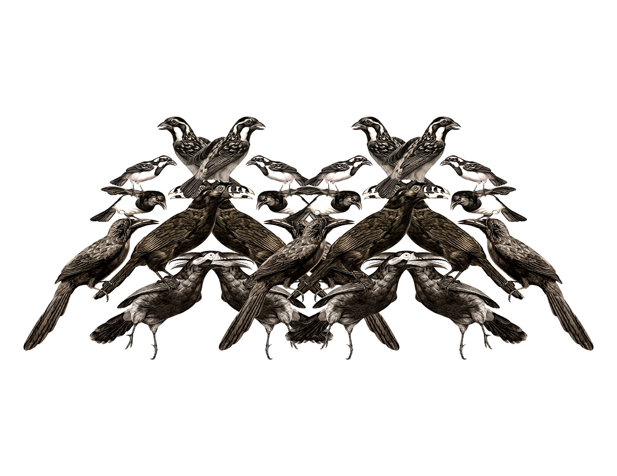 animal aves birds collage Digital Art  fractal ILLUSTRATION  pattern black and white blackbird