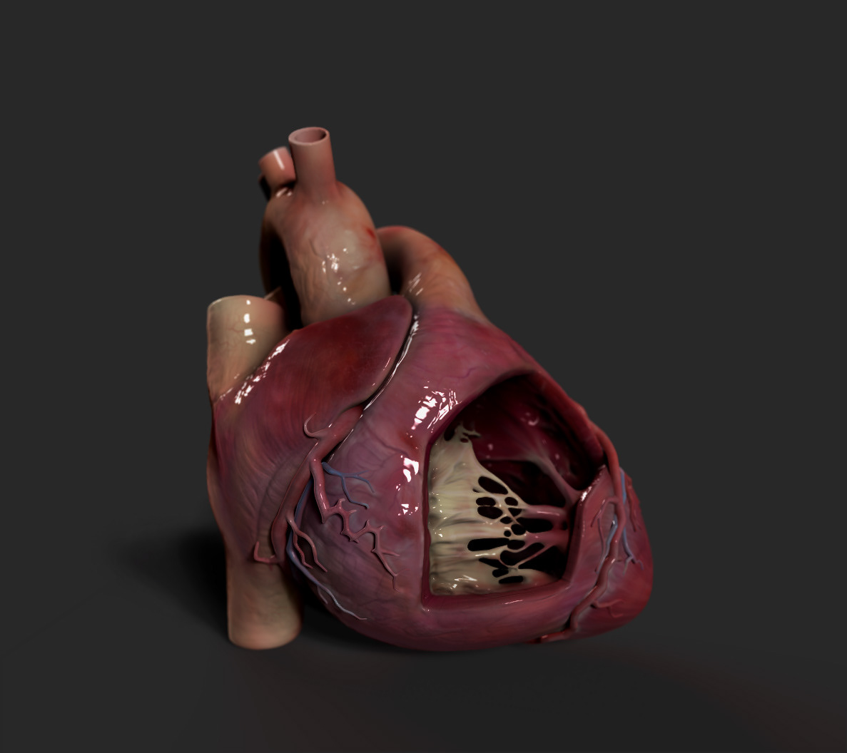 Zbrush heart dissection