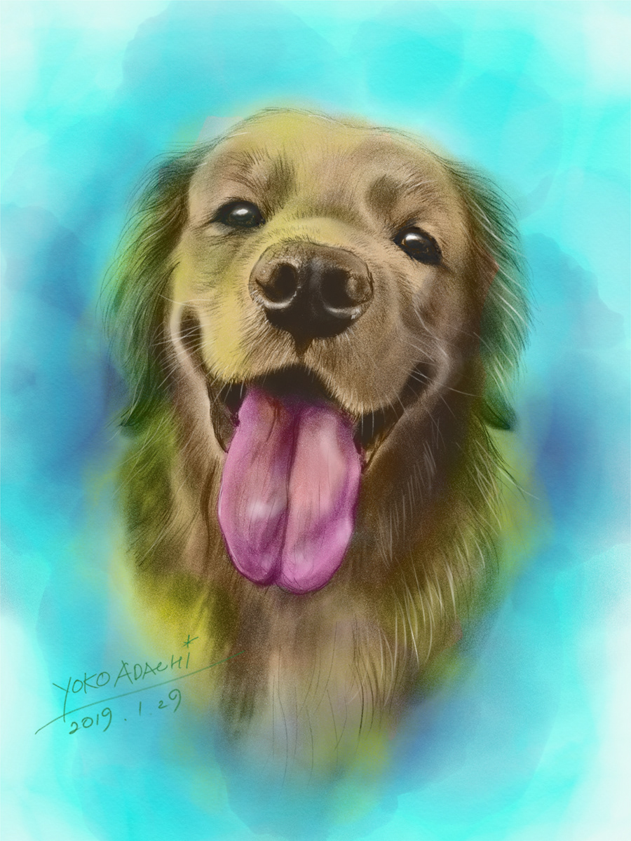 ILLUSTRATION  dogillustration GOLDENRETRIEVER Retriever dog doglover art Drawing  sketch painting  