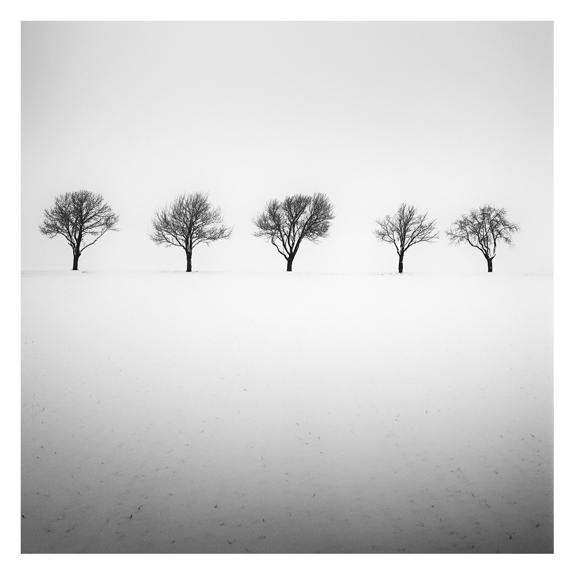 Gerald Berghammer | Black and White Photography – Five Trees in snowy Field winter avenue Austria