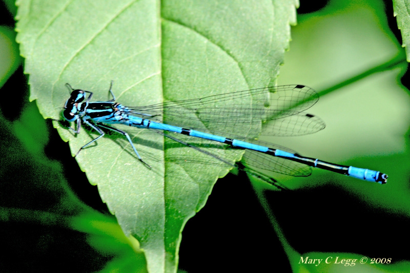 environment frogs Nature odonata dragonflies damselflies central europe Czech Republic Macro Photography Insects